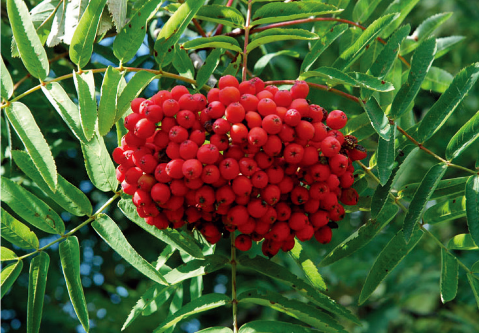 植物提取物系列